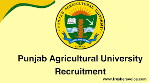 Punjab Agro Recruitment 2024